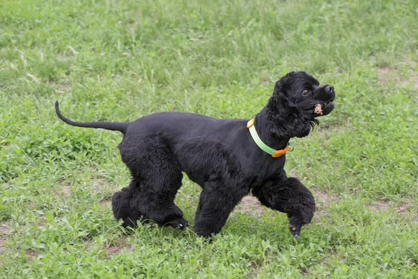 かわいい騎兵王チャールズ スパニエル子犬は彼の歯に棒で夏の公園の緑の芝生の上を歩いています ペット動物 純血犬 — ストック写真