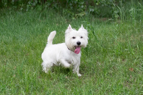 可爱的苏格兰小狗正在夏日公园的绿草上散步 宠物动物 纯种狗 — 图库照片