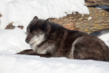Vahşi siyah Kanada kurdu beyaz bir karın üzerinde uzanıyor ve başka tarafa bakıyor. Canis lupus pambasileus. Vahşi hayatta hayvanlar..