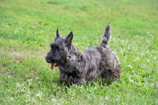 かわいいスコットランドのテリア子犬は夏の公園の緑の芝生の上を歩いています ペット動物 純血犬 — ストック写真