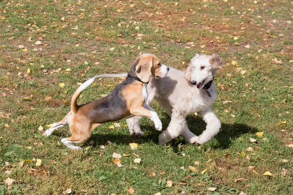 Cachorro Beagle Inglés Cachorro Hound Afgano Están Jugando Una Hierba —  Fotos de Stock