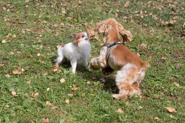 치와와 강아지와 원예가 스패니얼 강아지는 파크의 잔디에서 순종하는 — 스톡 사진