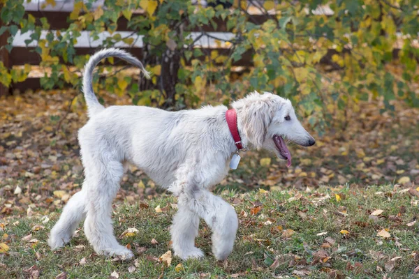 Afghan Hound Puppy Walking Green Grass Autumn Park Eastern Greyhound — Stock Photo, Image