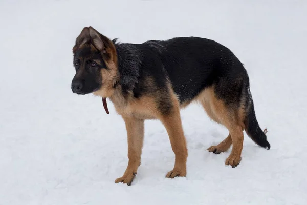 Carino Cane Pastore Tedesco Cucciolo Piedi Sulla Neve Bianca Nel — Foto Stock