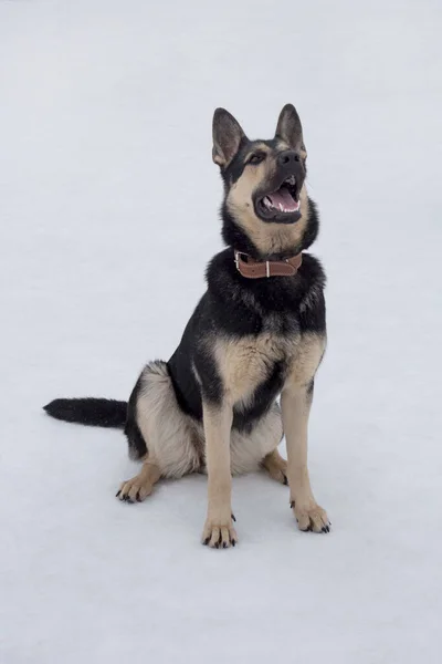 Östeuropeisk Herde Sitter Vit Snö Vinterparken Sällskapsdjur Renrasiga Hundar — Stockfoto