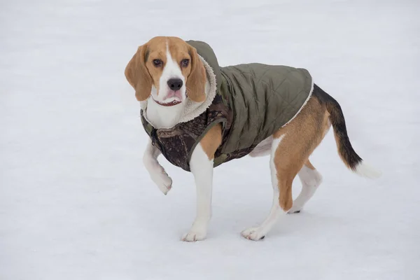 穿着宠物外套的可爱的英式小猎犬正站在冬季公园的雪地上 望着远方 宠物动物 纯种狗 — 图库照片