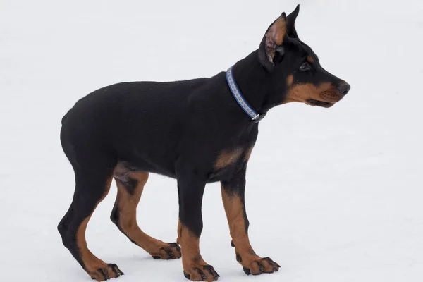 Cute Doberman Pinscher Puppy Standing White Snow Winter Park Three — Stock Photo, Image