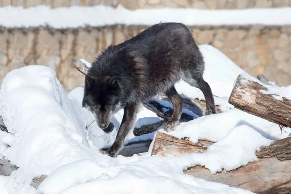 Boze Zwarte Canadese Wolf Kijkt Naar Camera Canis Lupus Pambasileus — Stockfoto