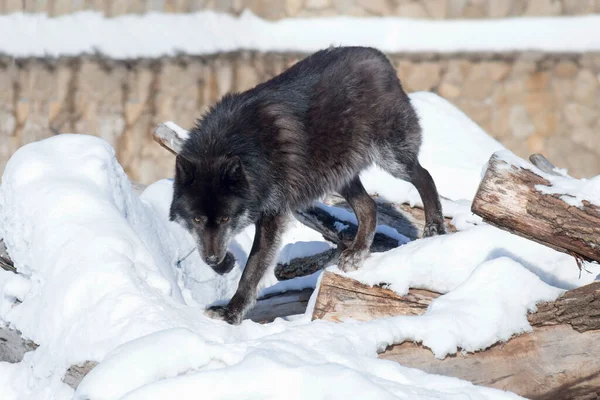 Angry black canadian wolf is looking at the camera. Canis lupus pambasileus. Animals in wildlife.