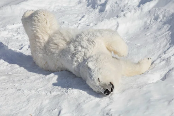 Ijsbeer Welp Ligt Koestert Zich Witte Sneeuw Ursus Maritimus Thalarctos — Stockfoto