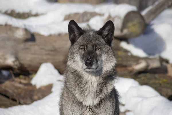 Portret Van Een Schattige Zwarte Canadese Wolf Staat Een Witte — Stockfoto