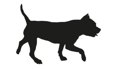 Yürüyen Amerikan zorba köpeği. Siyah köpek silueti. Evcil hayvanlar. Beyaz bir arka planda izole edilmiş. Vektör illüstrasyonu.