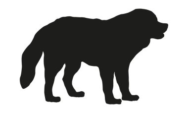 Siyah köpek silueti. Ayakta duran Moskova bekçi köpeği yavrusu. Evcil hayvanlar. Beyaz bir arka planda izole edilmiş. Vektör illüstrasyonu.