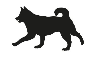 Siyah köpek silueti. Sibirya kurdu. Evcil hayvanlar. Beyaz bir arka planda izole edilmiş. Vektör illüstrasyonu.