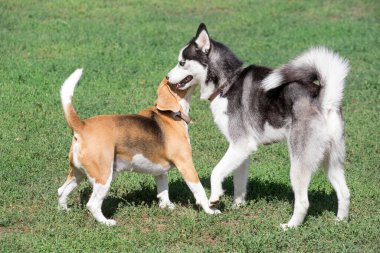 Şirin İngiliz av köpeği ve Sibirya kurt köpeği yaz parkında yeşil çimlerde oynuyorlar. Evcil hayvanlar..