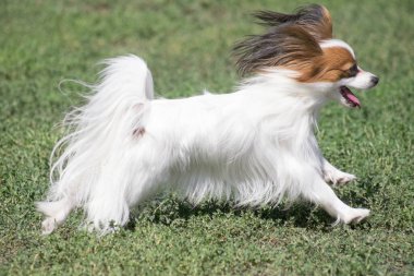 Oyuncak köpek yavrusu yaz parkında yeşil çimlerde koşuyor. Evcil hayvanlar..