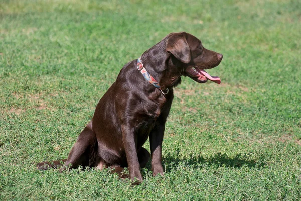 Chocolate labrador retriever cachorro está sentado em uma grama verde no parque de verão. Animais de companhia. — Fotografia de Stock