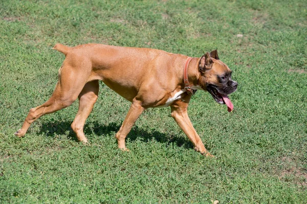 Tyska boxarvalpen går på grönt gräs i sommarparken. Sällskapsdjur. — Stockfoto