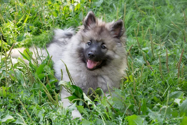 Aranyos német köpcös kölyök fekszik egy zöld füvön a nyári parkban, és a kamerába néz. Wolfspitz vagy Keeshond. Három hónaposak. Háziállatok. — Stock Fotó