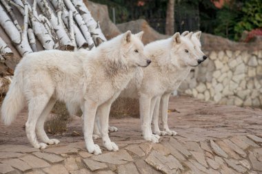 Gri kayaların üzerinde üç vahşi Alaska tundrası kurdu duruyor. Canis lupus arctos. Kutup kurdu mu beyaz kurt mu?.