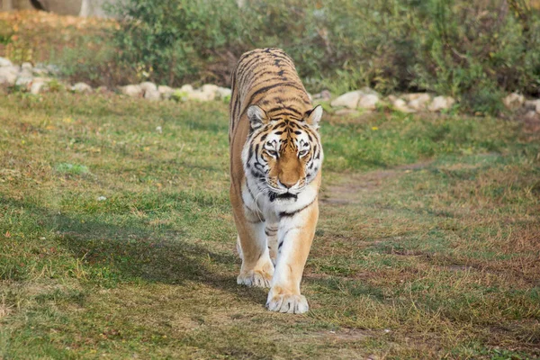Gran tigre siberiano está caminando en un prado de otoño. Amur tigre. Panthera tigris tigris. — Foto de Stock