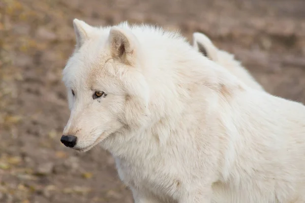 Lindo lobo salvaje de tundra Alaska de cerca. Canis lupus arctos. Lobo polar o lobo blanco. —  Fotos de Stock