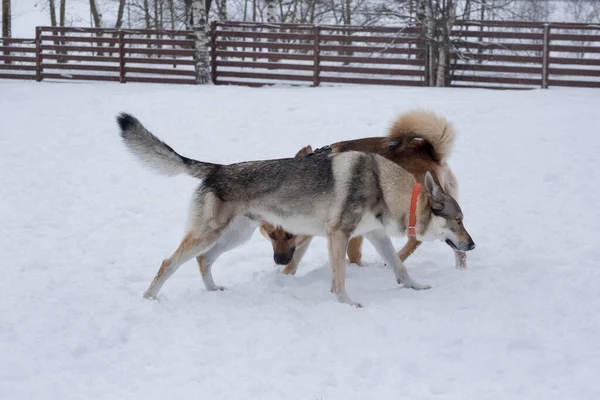 Perro lobo checoslovaco y perro de raza múltiple están jugando en una nieve blanca en el parque de invierno. Animales de compañía. —  Fotos de Stock