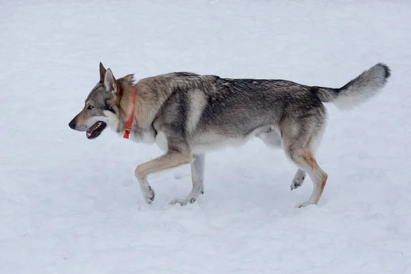 Perro lobo checoslovaco está caminando sobre una nieve blanca en el parque de invierno. Animales de compañía. —  Fotos de Stock