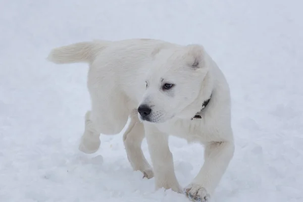 Lindo cachorro de pastor asiático central está caminando sobre una nieve blanca en el parque de invierno. Tres meses de edad. Animales de compañía. — Foto de Stock