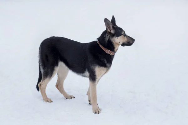 Der osteuropäische Schäferhund steht auf einem weißen Schnee im Winterpark. Haustiere. — Stockfoto