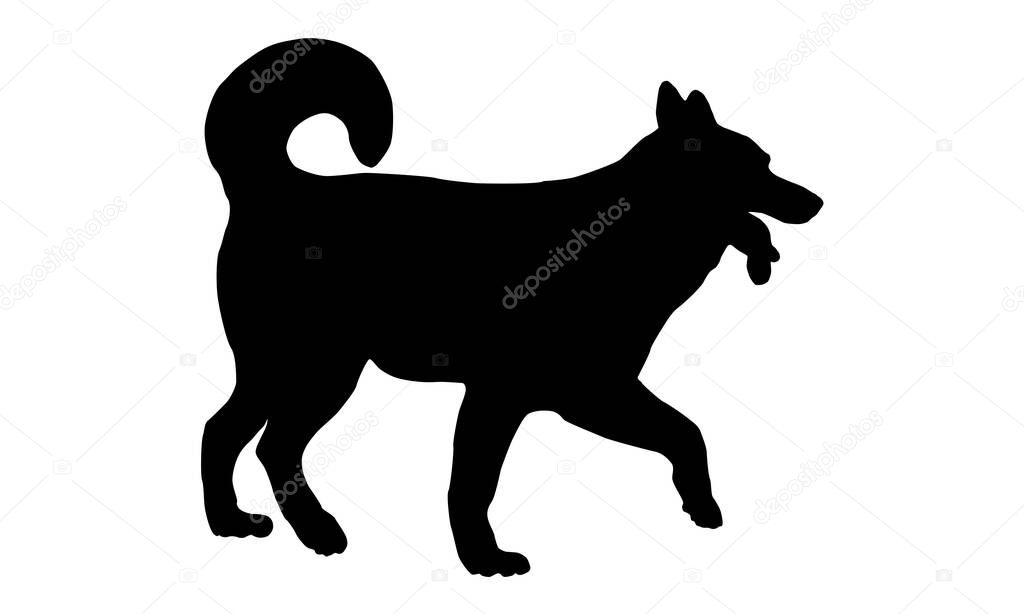 Walking siberian husky puppy. Black dog silhouette. Pet animals. Isolated on a white background. Vector illustration.