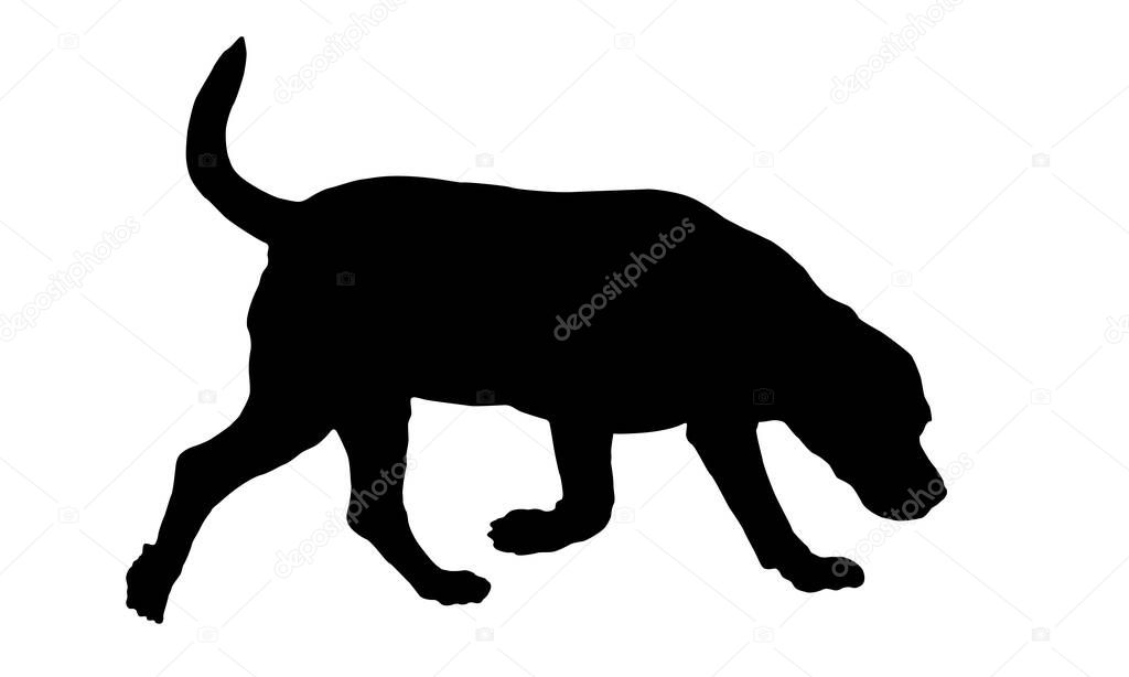 Black dog silhouette. Walking and snifiing english beagle puppy. Pet animals. Isolated on a white background. Vector illustration.