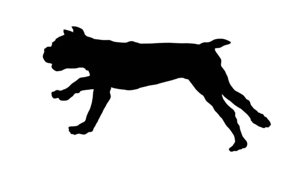 Laufen Und Springen Stock Corso Welpe Schwarze Hundesilhouette Haustiere Vereinzelt — Stockvektor