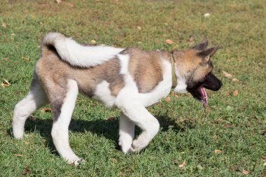 Şirin Amerikan akita köpeği sonbahar parkında yeşil çimlerde koşuyor. Evcil hayvanlar..