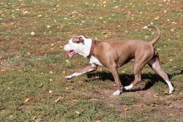 Söt amerikansk pitbull terrier valp körs på ett grönt gräs i höstparken. Sällskapsdjur. — Stockfoto