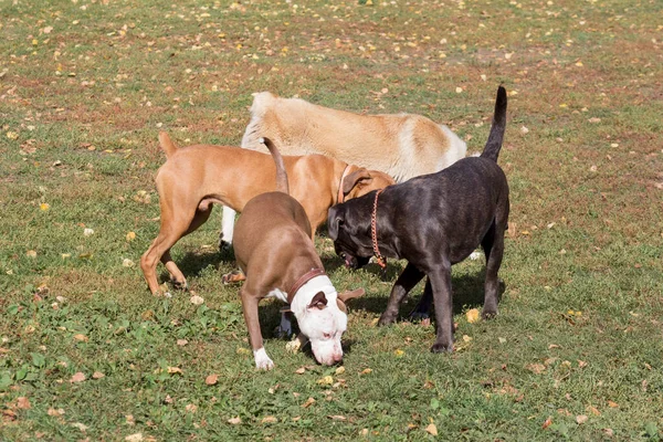 Cane corso cachorro, cachorro boxeador alemán, cachorro alabai y cachorro de pit bull terrier americano están caminando sobre una hierba verde en el parque de otoño. Animales de compañía. —  Fotos de Stock