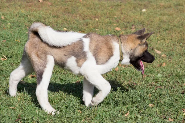 Leuke Amerikaanse akita puppy loopt op een groen gras in het najaarspark. Dieren. — Stockfoto