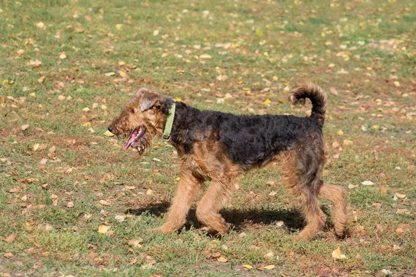 Χαριτωμένο τεριέ Airedale τρέχει σε ένα πράσινο γρασίδι στο πάρκο φθινόπωρο. Ζώα συντροφιάς. — Φωτογραφία Αρχείου