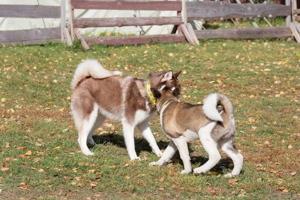 O filhote de cachorro akita americano bonito e o filhote de cachorro husky siberiano estão jogando em uma grama verde no parque de outono. Animais de companhia. — Fotografia de Stock