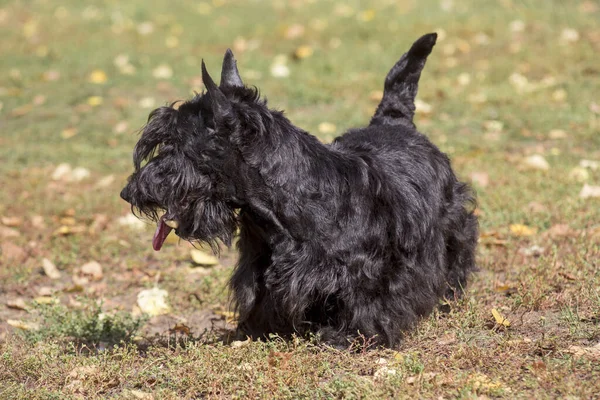 Bonito cachorro terrier escocês está de pé em uma grama verde no parque de outono. Animais de companhia. — Fotografia de Stock