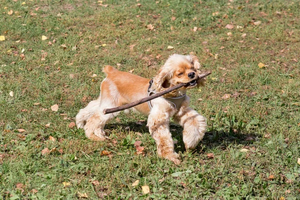 Cavalier king charles spaniel puppy is running with stick in his teeth on a green grass in the autumn park. Pet animals. — Stock Photo, Image