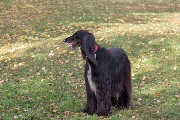 Roztomilý černý afghánský pes stojí na zelené trávě v podzimním parku. Východní chrt nebo perský chrt. Domácí zvířata. — Stock fotografie