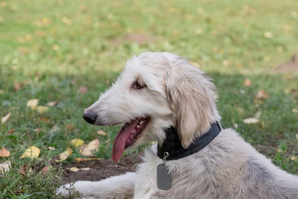 Cute afghan hound puppy is lying on a green grass in the autumn park. Close up. Eastern greyhound or persian greyhound. Pet animals. — Stock Photo, Image