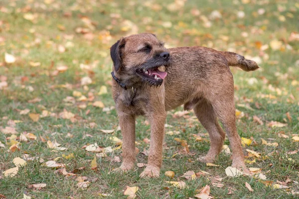 Bonito cachorro terrier borda está bocejando no parque de outono. Animais de companhia. — Fotografia de Stock
