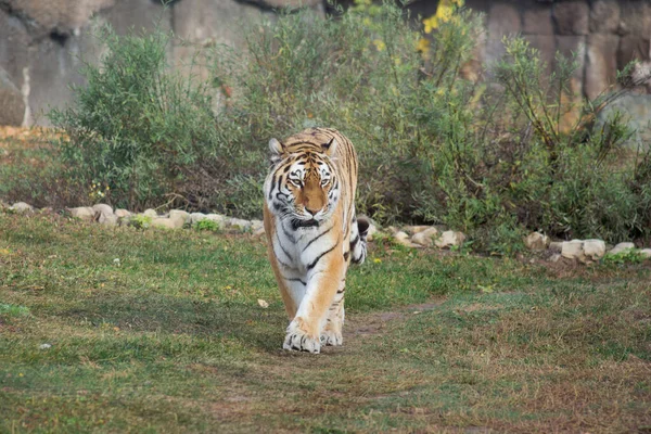 A nagy szibériai tigris egy őszi réten sétál. Amur tigris. Panthera tigris tigris. — Stock Fotó