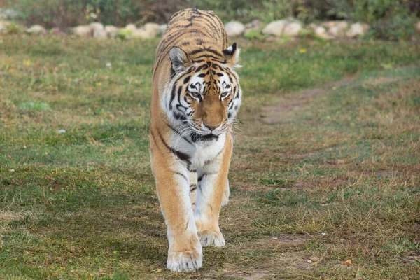 Tigre siberiano salvaje está caminando sobre una hierba de otoño. Amur tigre. Panthera tigris tigris. — Foto de Stock