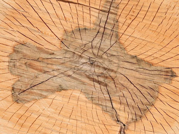 Transverse section of wooden logs — Stock Photo, Image