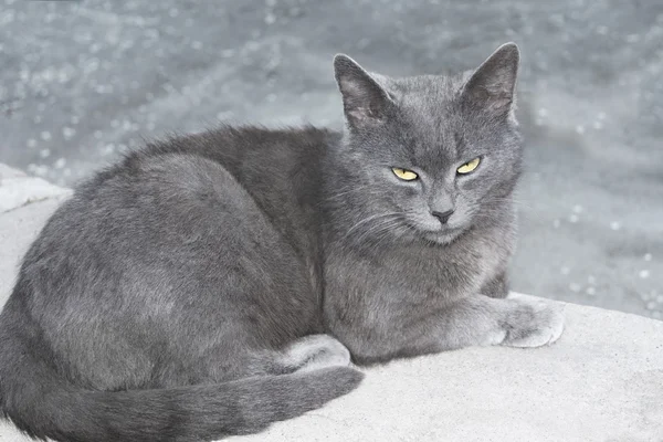 Graue Katze auf einer Betonfläche — Stockfoto