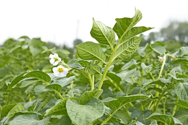 Potato field during flowering period — Stock Photo, Image