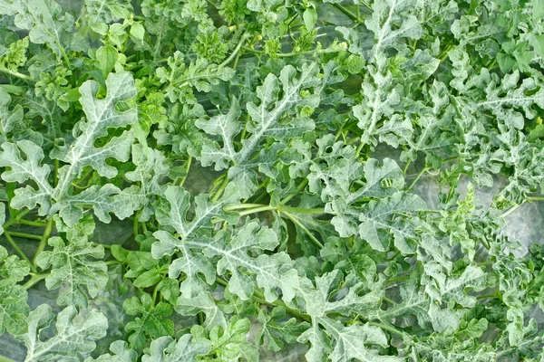 Plantas verdes de sandía en el jardín —  Fotos de Stock